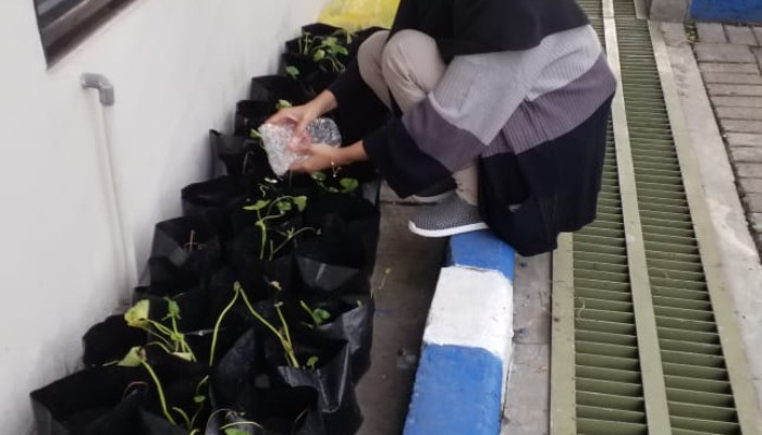 Prodi Diii Farmasi Stikes Rs Anwar Medika Adakan Penelitian Screaning Fitokimia Pegagan