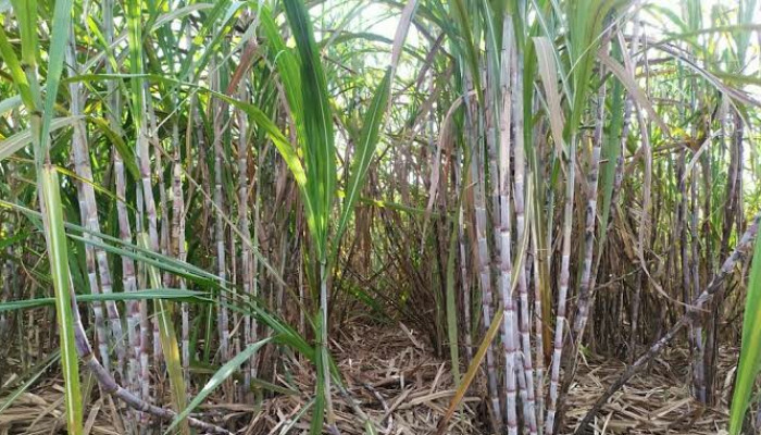 Direktur Utama Pt Perkebunan Nusantara Iii, Kunjungi Kebun Tebu Afdeling Nogosari Hgu Pabrik Gula Djatiroto