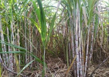 Direktur Utama PT Perkebunan Nusantara III, Kunjungi Kebun Tebu Afdeling Nogosari HGU Pabrik Gula Djatiroto