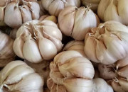 Kementerian Pertanian Beri Bantuan Petani Bawang Putih Di Lumajang