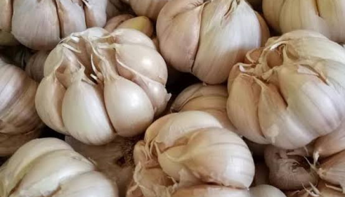 Kementerian Pertanian Beri Bantuan Petani Bawang Putih Di Lumajang