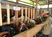 Di Tengah Pandemi Peternak Asal Sidoarjo Sukses Kelola Minimarket Kambing Kurban