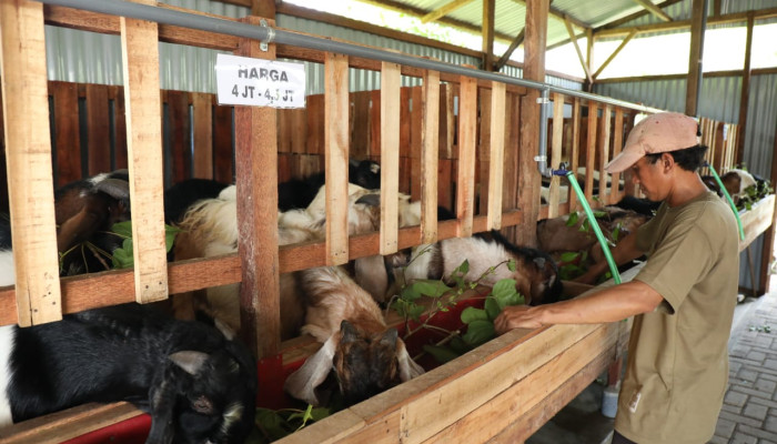 Di Tengah Pandemi Peternak Asal Sidoarjo Sukses Kelola Minimarket Kambing Kurban