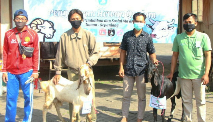 Di Tengah Pandemi Ypm Bagikan Hewan Kurban 30 Kambing Dan 11 Sapi