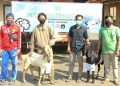 Di Tengah Pandemi YPM Bagikan Hewan Kurban 30 Kambing Dan 11 Sapi