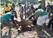 Koarmada Ii Surabaya Rayakan Idul Adha, Sembelih 50 Hewan Kurban