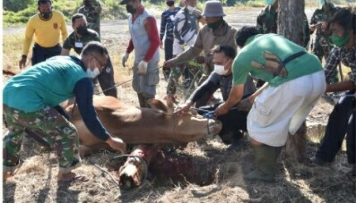 Koarmada Ii Surabaya Rayakan Idul Adha, Sembelih 50 Hewan Kurban