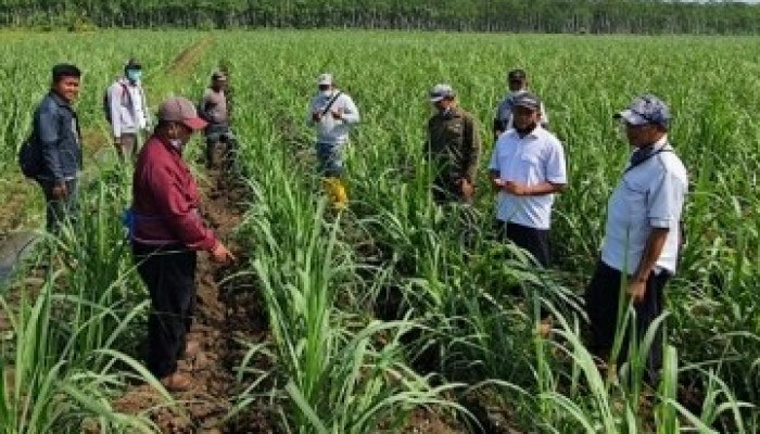 Dewan Komisaris Ptpn Xi, Tumik Kristianingsih Beri Apresiasi Di Musim Giling Semester I