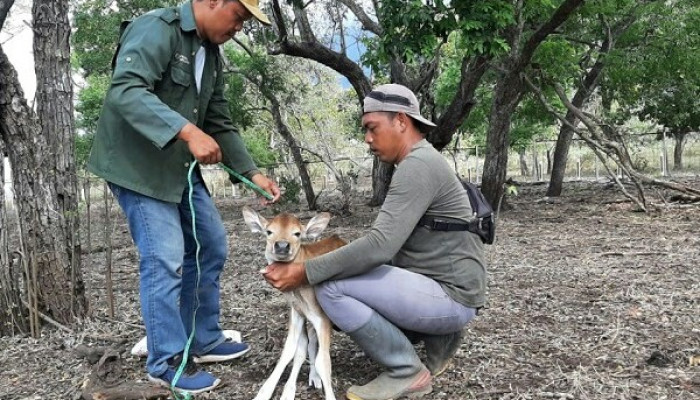 Kelahiran Anak Banteng Jawa Di Taman Baluran Situbondo Berjenis Kelamin Betina