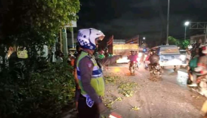 Pohon Tumbang, 1 Pengguna Jalan Di Sidoarjo Meninggal Dunia