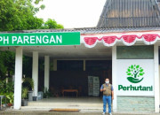 Selain Kayu Jati, Perhutani Bojonegoro Kelola Kayu Putih, Balsa Dan Pohon Sengon