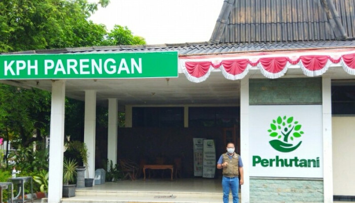 Selain Kayu Jati, Perhutani Bojonegoro Kelola Kayu Putih, Balsa Dan Pohon Sengon