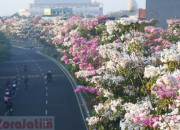 Bunga Tabebuya Bermekaran, Percantik Jalan Protokol Kota Surabaya