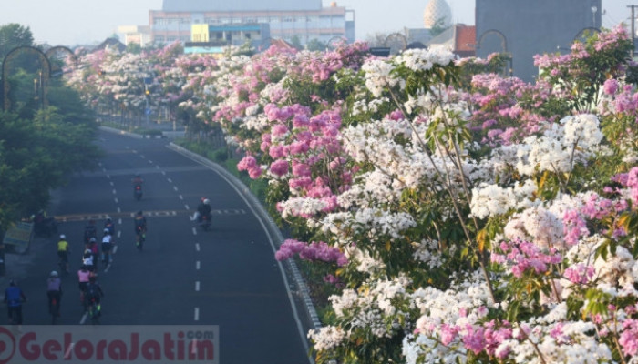 Bunga Tabebuya Bermekaran, Percantik Jalan Protokol Kota Surabaya
