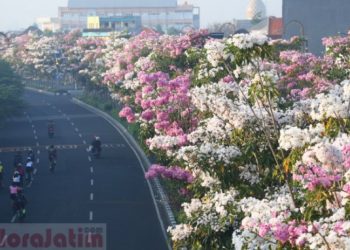 Bunga Tabebuya Bermekaran, Percantik Jalan Protokol Kota Surabaya