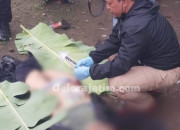 Pelaku Pembunuhan Di Bambe Tewas Mengenaskan, Diduga Sengaja Menabrakan Diri