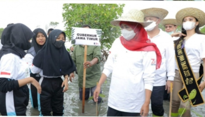 Gubernur Khofifah Nanem Tenjang Di Beberapa Wilayah Di Jatim, Termasuk Bangkalan