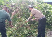 Gotong Royong Evakuasi Pohon Tumbang Di Jalan Raya Jabaran Balongbendo
