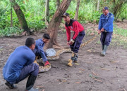 Bpbd Sidoarjo Evakuasi Ular Sanca Sepanjang 5 Meter Di Desa Penambangan 