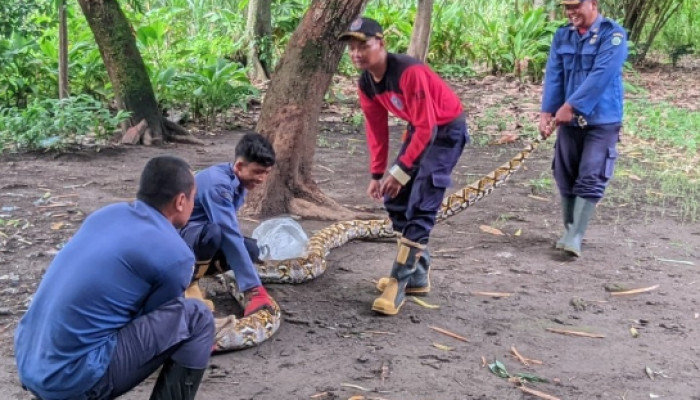 Bpbd Sidoarjo Evakuasi Ular Sanca Sepanjang 5 Meter Di Desa Penambangan 