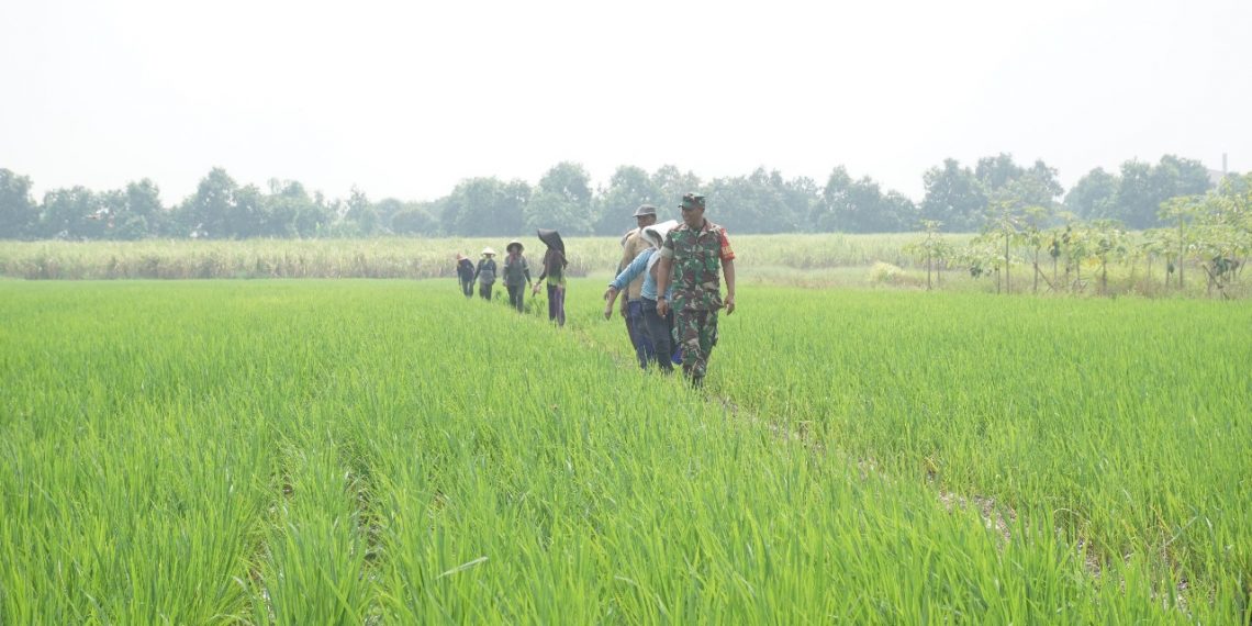 Warga Desa Penambangan dan Babinsa Bersinergi Tingkatkan Ketahanan Pangan Hasil TMMD