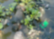 Warga Semampir Digegerkan Penemuan Mayat Ngambang Di Sungai