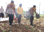 Polres Sumenep Dukung Peningkatan Ekonomi Petani Melalui Kegiatan Menanam Tembakau Bersama Masyarakat