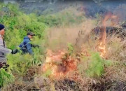 Kebakaran Di Lereng Arjuno Berhasil Dipadamkan, Polisi Lakukan Investigasi