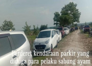 Arena Perjudian Sabung Ayam Kedungpring Lamongan, Diduga Tni Ad Menjadi Back Up