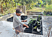 Budidaya Lombok Termasuk Program Unggulan Bacabup Tabanan Bali 