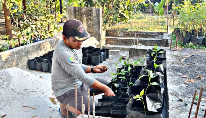 Budidaya Lombok Termasuk Program Unggulan Bacabup Tabanan Bali 