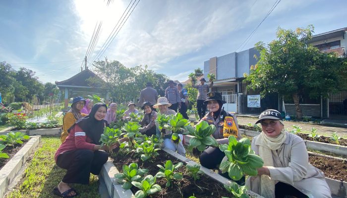 Kapolsek Sedati Bersama Warga Desa Buncitan Panen Sayur Di Pekarangan Pangan Bergizi