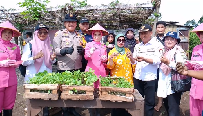 Polsek Taman – Pemdes Sambibulu Bercocok Tanam Terong Dan Cabe