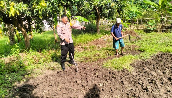 Bhabinkamtibmas Desa Jiken Tulangan Pastikan Optimalisasi Pengolahan Lahan Pangan Bergizi