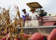 Bupati Subandi Dukung Penuh Program Ketahanan Pangan Nasional