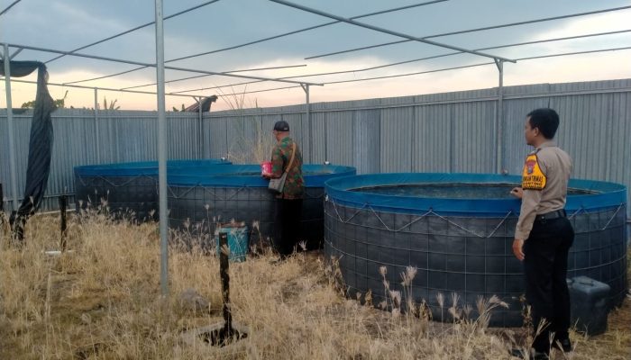 Polsek Gedangan Dan Pemdes Ganting Wujudkan Ketahanan Pangan Melalui Budidaya Ikan Nila 