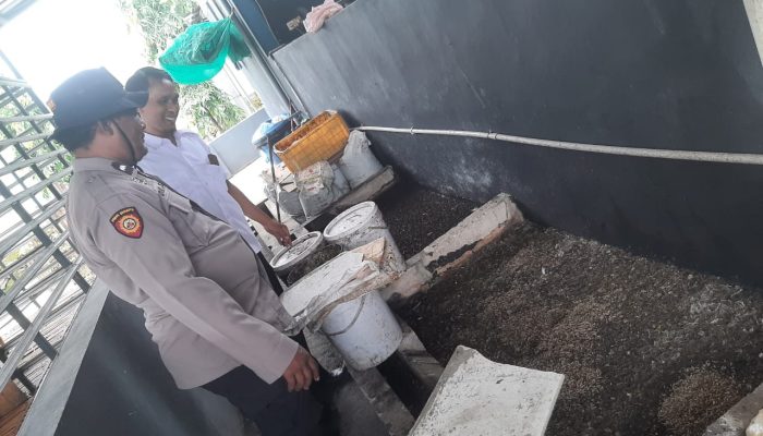 Menarik, Warga Desa Sidomojo Wujudkan Swasembada Pangan Lewat Budidaya Magot