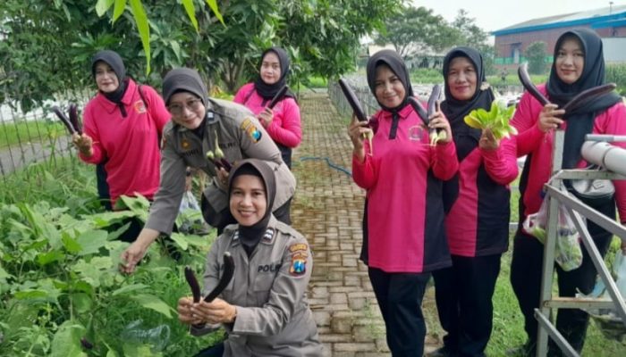 Bhayangkari Ranting Polsek Krian Panen Raya P2L Di Desa Ponokawan