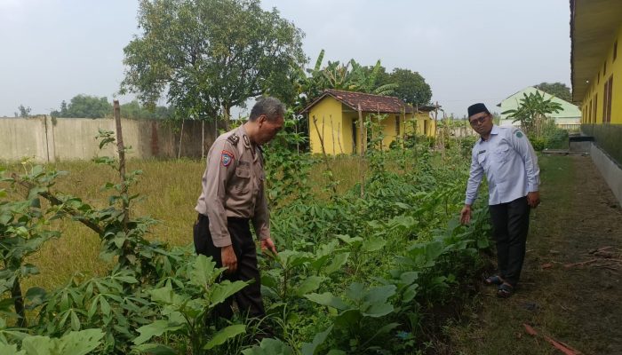 Jalankan Program Asta Cita Presiden, Sdn Kedung Sugo I Manfaatkan Lahan Kosong Untuk Ketahanan Pangan