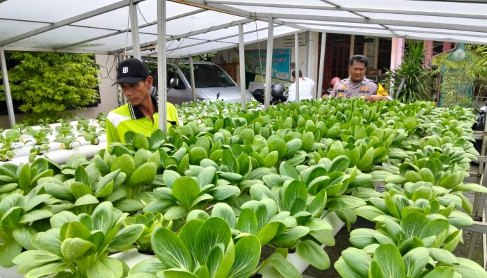 Bhabinkamtibmas Desa Lebo Cek Tanaman Hidroponik, Dukung Ketahanan Pangan