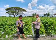Polres Nganjuk Giatkan Dukung Ketahanan Pangan Di Wilangan, Sukseskan Petani Melon
