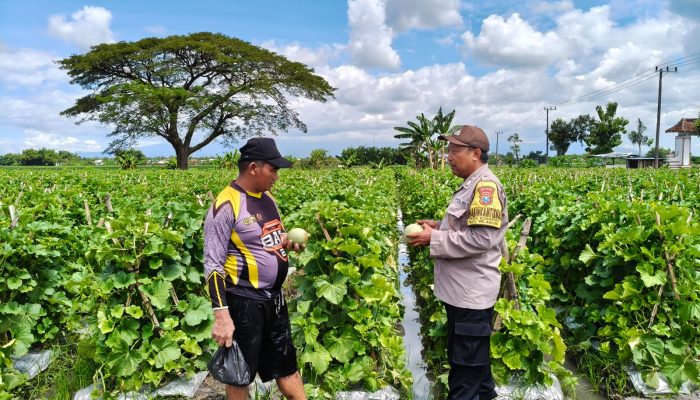 Polres Nganjuk Giatkan Dukung Ketahanan Pangan Di Wilangan, Sukseskan Petani Melon