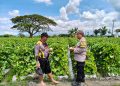 Polres Nganjuk Giatkan Dukung Ketahanan Pangan di Wilangan, Sukseskan Petani Melon