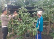 Polsek Sidoarjo Kota Dukung Ketahanan Pangan Lewat Budidaya Tanaman Lombok