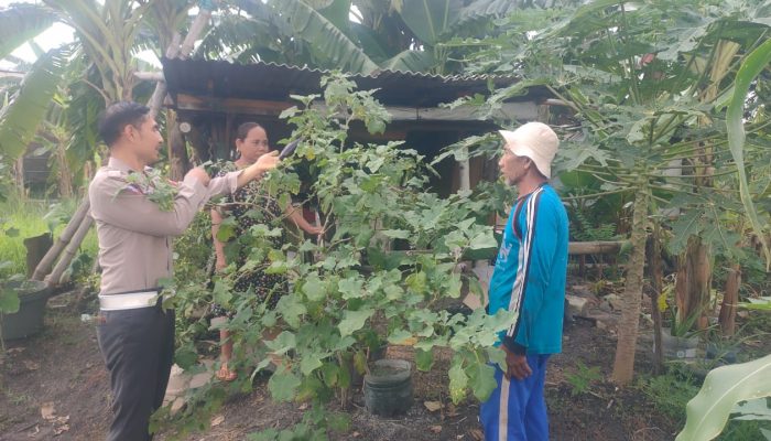Polsek Sidoarjo Kota Dukung Ketahanan Pangan Lewat Budidaya Tanaman Lombok