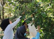 Mahasiswa Upn “Veteran” Jawa Timur Berpartisipasi Pembuatan Kopi Bersama Masyarakat Dusun Sereng, Kemiri, Pasuruan