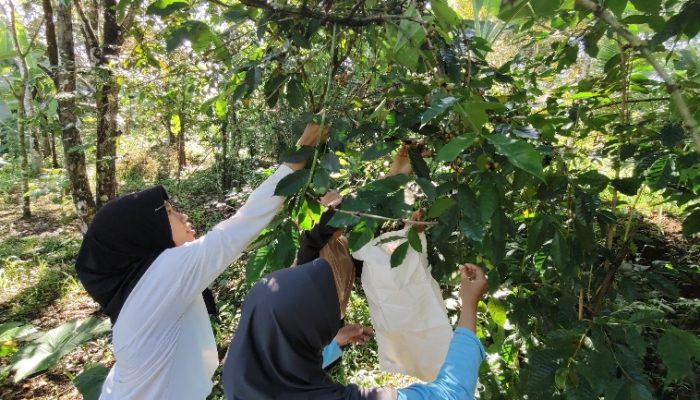 Mahasiswa Upn “Veteran” Jawa Timur Berpartisipasi Pembuatan Kopi Bersama Masyarakat Dusun Sereng, Kemiri, Pasuruan