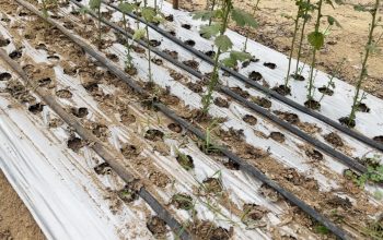 Img 20250621 Wa0008 1