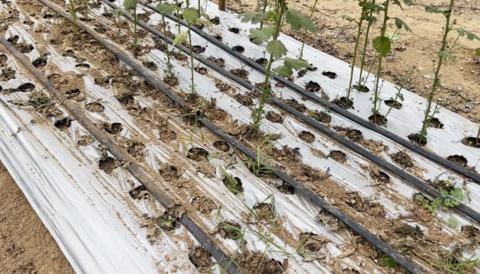 Penerapan Teknologi Pada Pengolahan Lahan Kering Sebagai Langkah Mitigasi Krisis Pangan Global 2050
