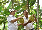 Kecamatan Lumbang Merupakan Salah Satu Sentra Durian Terbaik Jawa Timur,Siap Menyambut Wisatawan